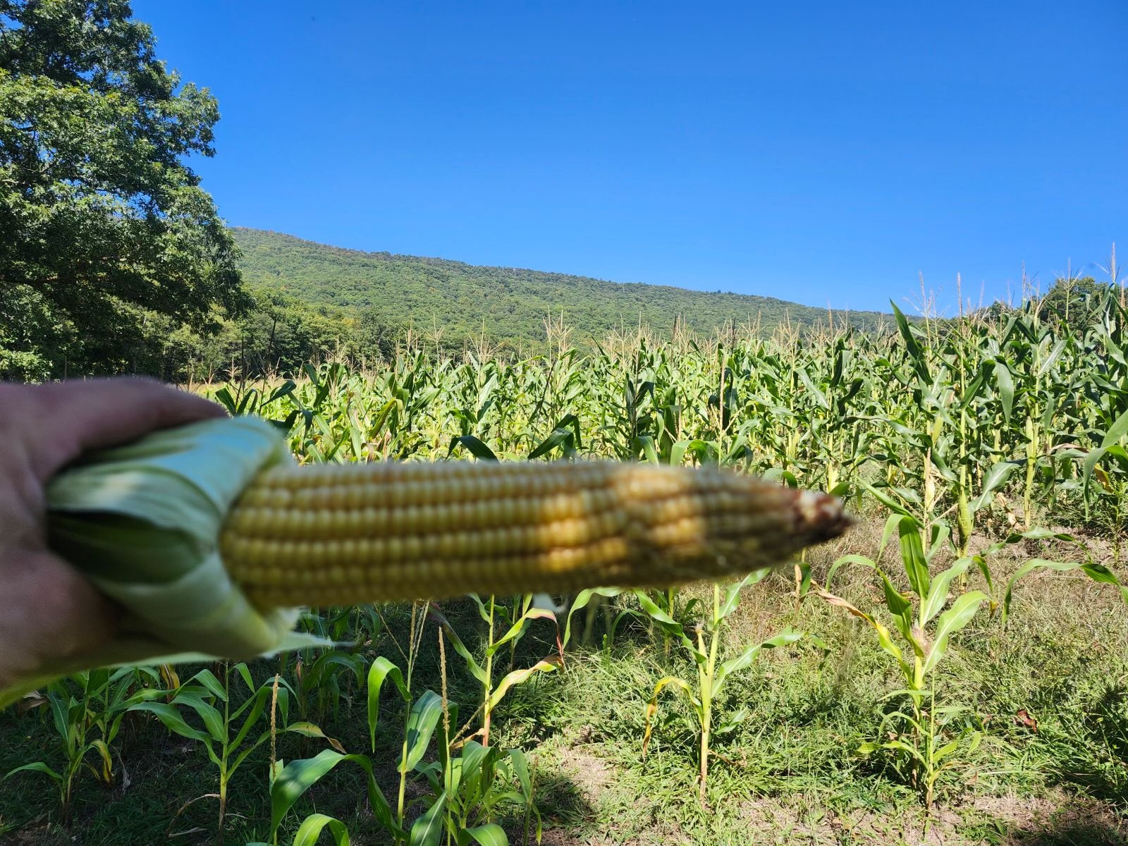 Hand holding a fresh ear of corn in a lush cornfield with green stalks and a blue sky in the background, showcasing agricultural abundance and summer harvest.