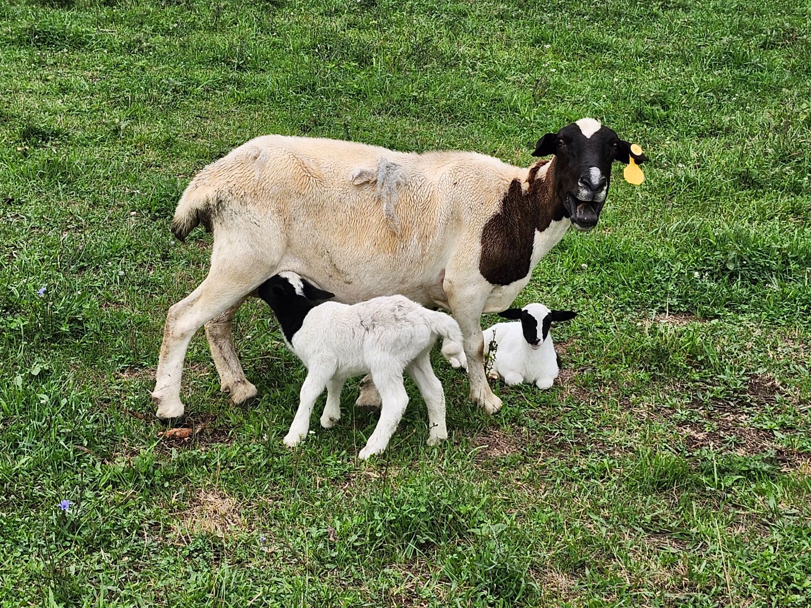 A mother sheep nursing two lambs in a green pasture, showcasing the bond between them and the nurturing behavior of livestock.