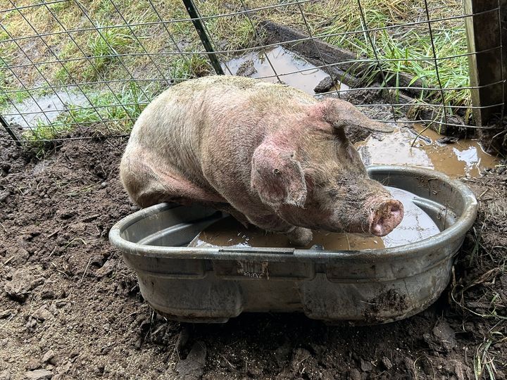 A muddy pig relaxing in a plastic tub on a farm, surrounded by wet ground and grass, illustrating farm life and animal care.