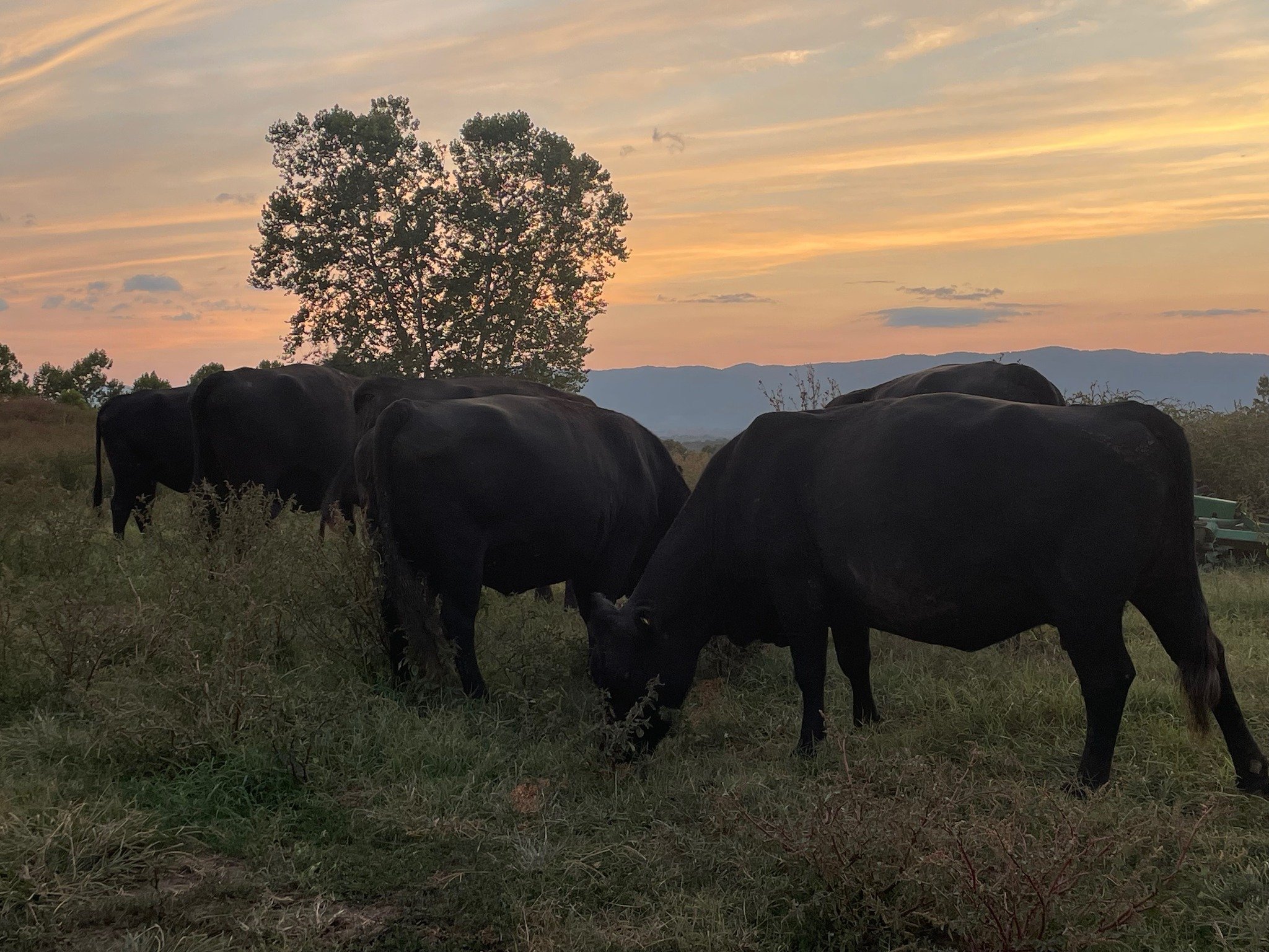 470194075_122134471016386162_2553646286312602226_n Black cows grazing in a grassy field at sunset, with a backdrop of trees and mountains under a colorful sky.