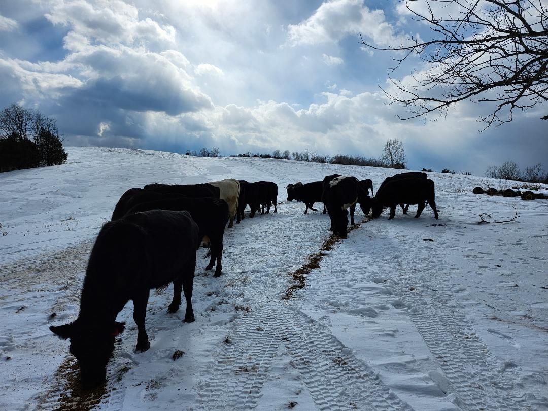 Cattle grazing on snow-covered pasture under a cloudy sky, showcasing winter farming practices in a rural landscape.