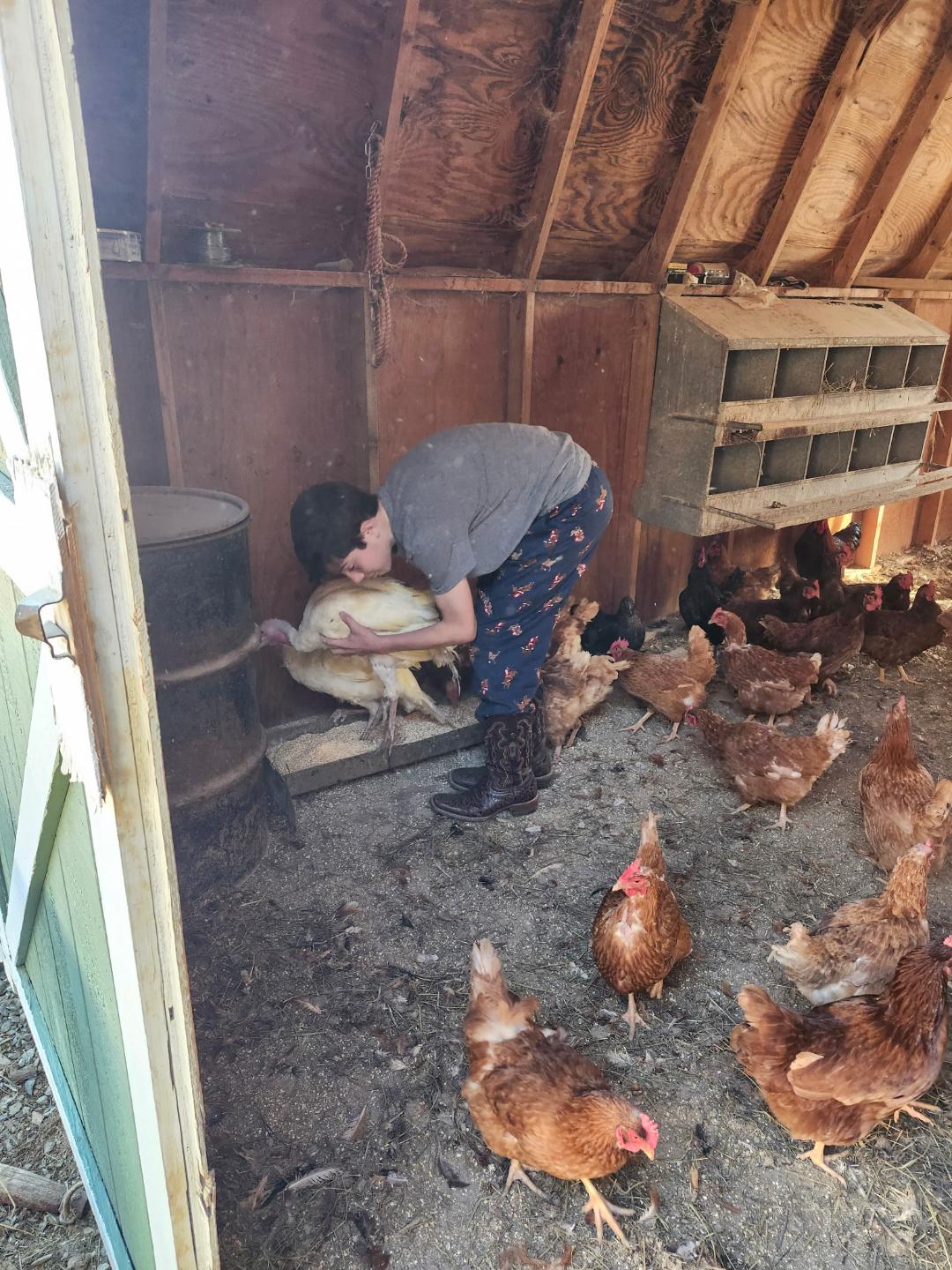 Child caring for chickens in a rustic chicken coop, gently holding a bird while surrounded by free-range hens on the ground. The interior features wooden walls and a feed storage area.