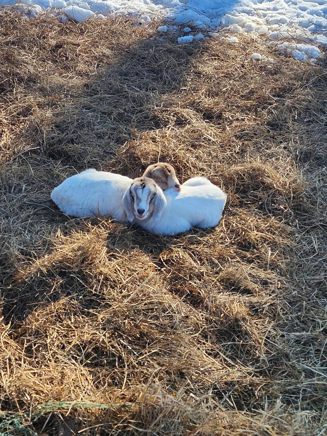 Two goats resting comfortably on a bed of straw, surrounded by a snowy landscape. The scene captures the serene environment of a farm during winter, highlighting the goats' relaxed posture and their fluffy white coats.