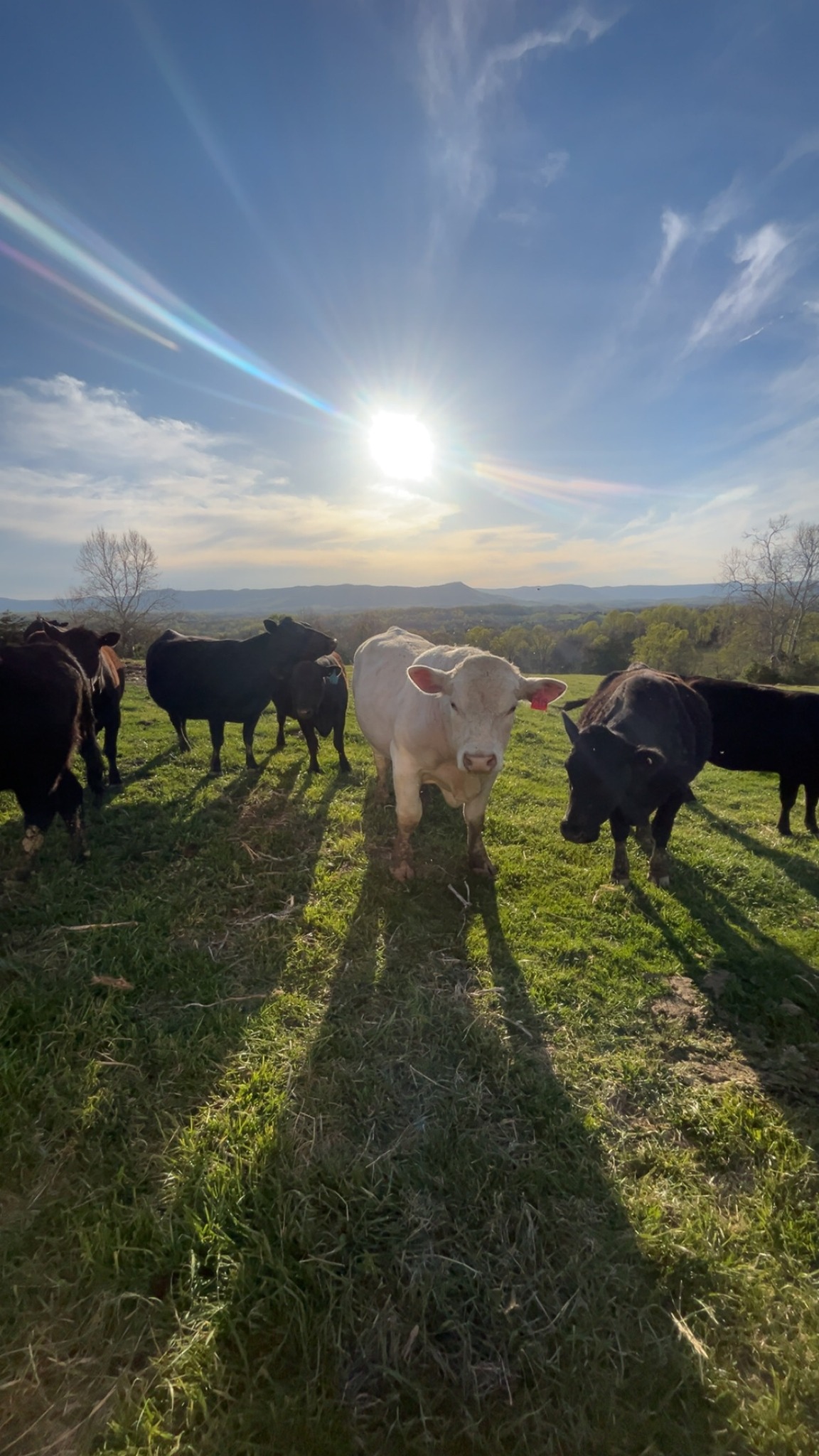 A group of cattle, including a white calf and several black cows, grazing on lush green grass under a bright sun with a scenic mountain backdrop.