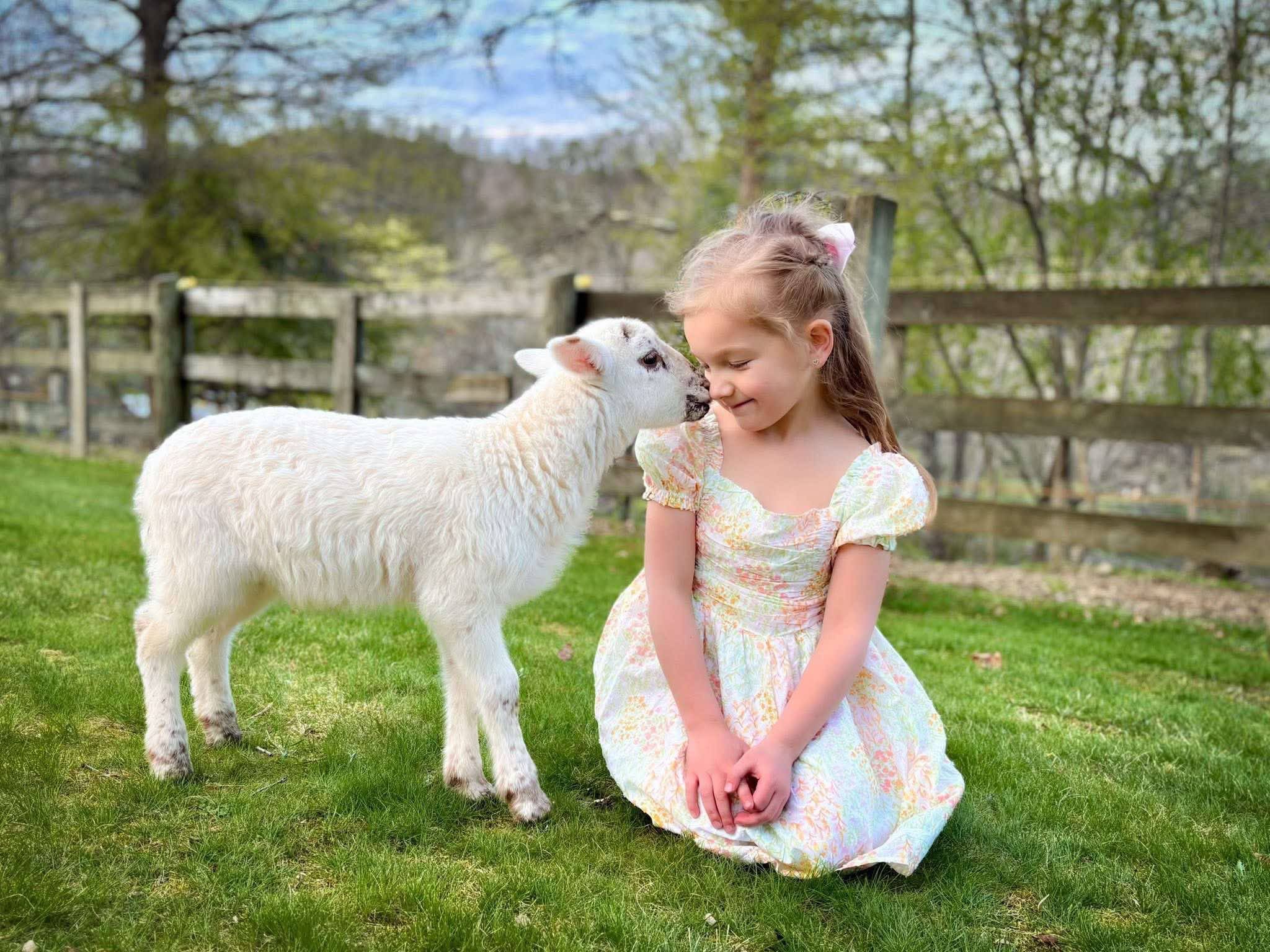 A young girl in a floral dress interacts affectionately with a playful lamb on a sunny day in a green pasture, surrounded by a wooden fence and trees.