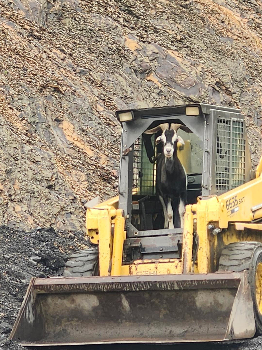 A goat sitting inside the cabin of a yellow bulldozer, surrounded by a rocky landscape. The image captures the unusual sight of an animal in heavy machinery, showcasing a blend of nature and construction equipment.