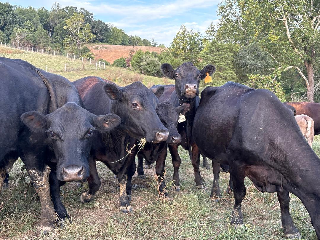 Herd of black cows grazing in a pasture with trees and hills in the background, showcasing healthy livestock in a rural setting.