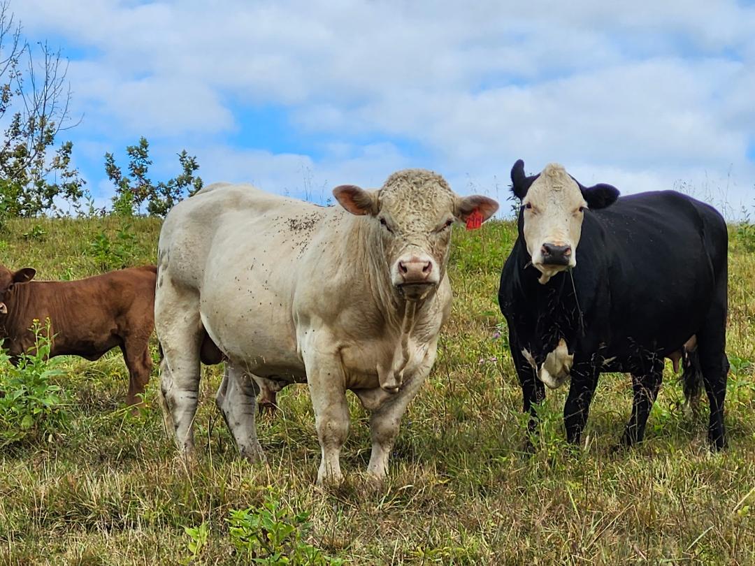 Cows grazing in a green pasture under a blue sky, featuring a white cow, a black cow, and a brown calf in the background, highlighting rural farming and livestock.