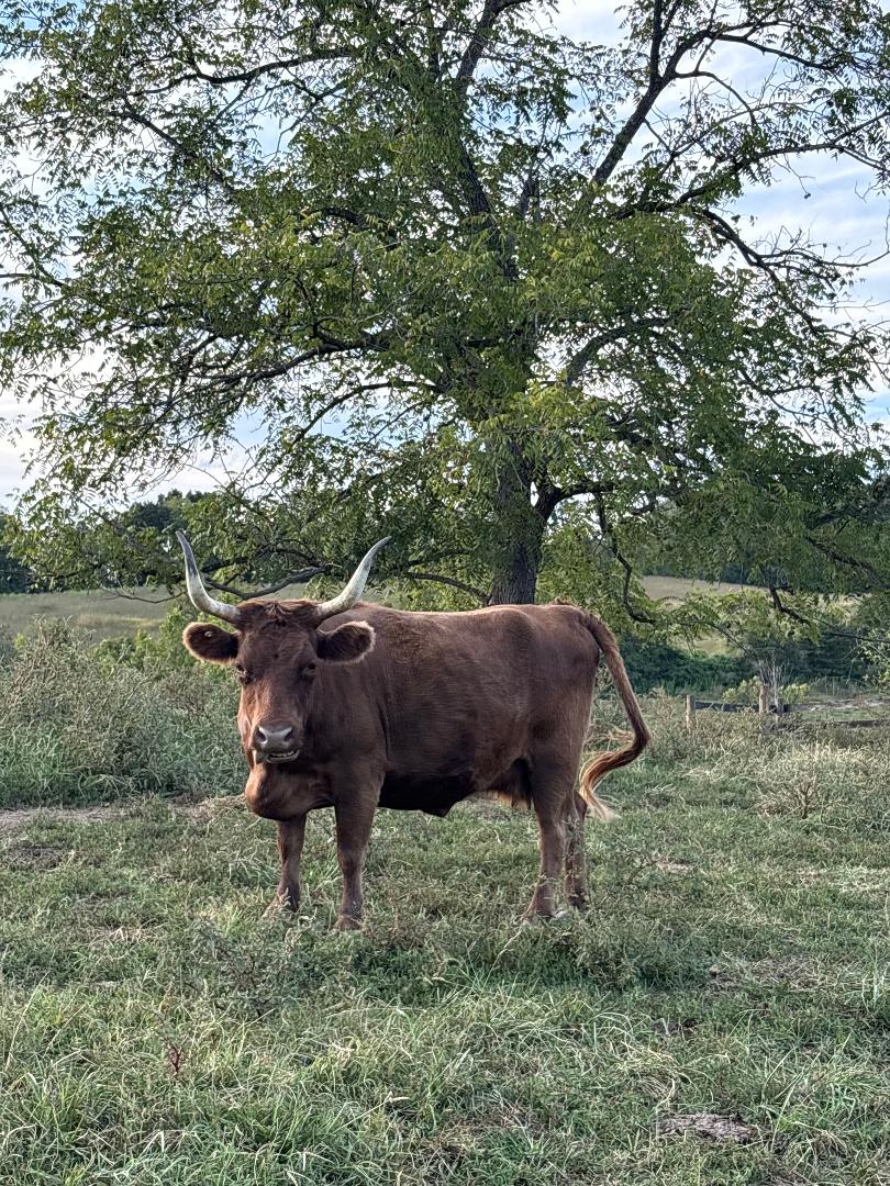 Brown cow with prominent horns standing in a lush green pasture, surrounded by trees under a partly cloudy sky.