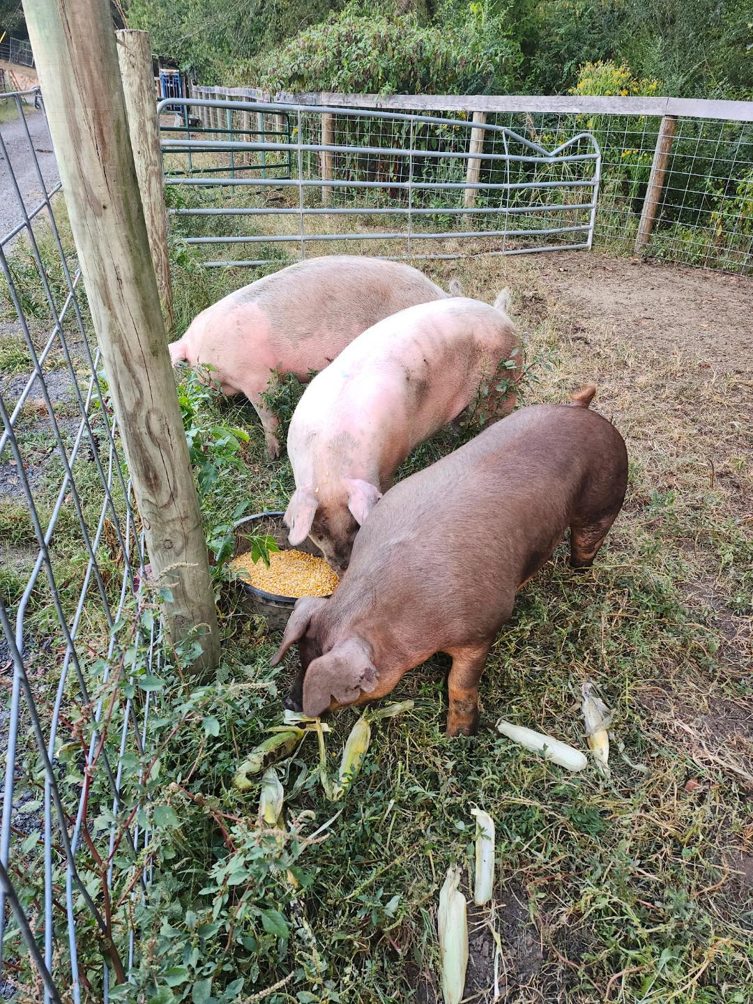 Three pigs eating corn and leftover corn husks in a fenced pasture, surrounded by greenery and a rustic wooden fence.