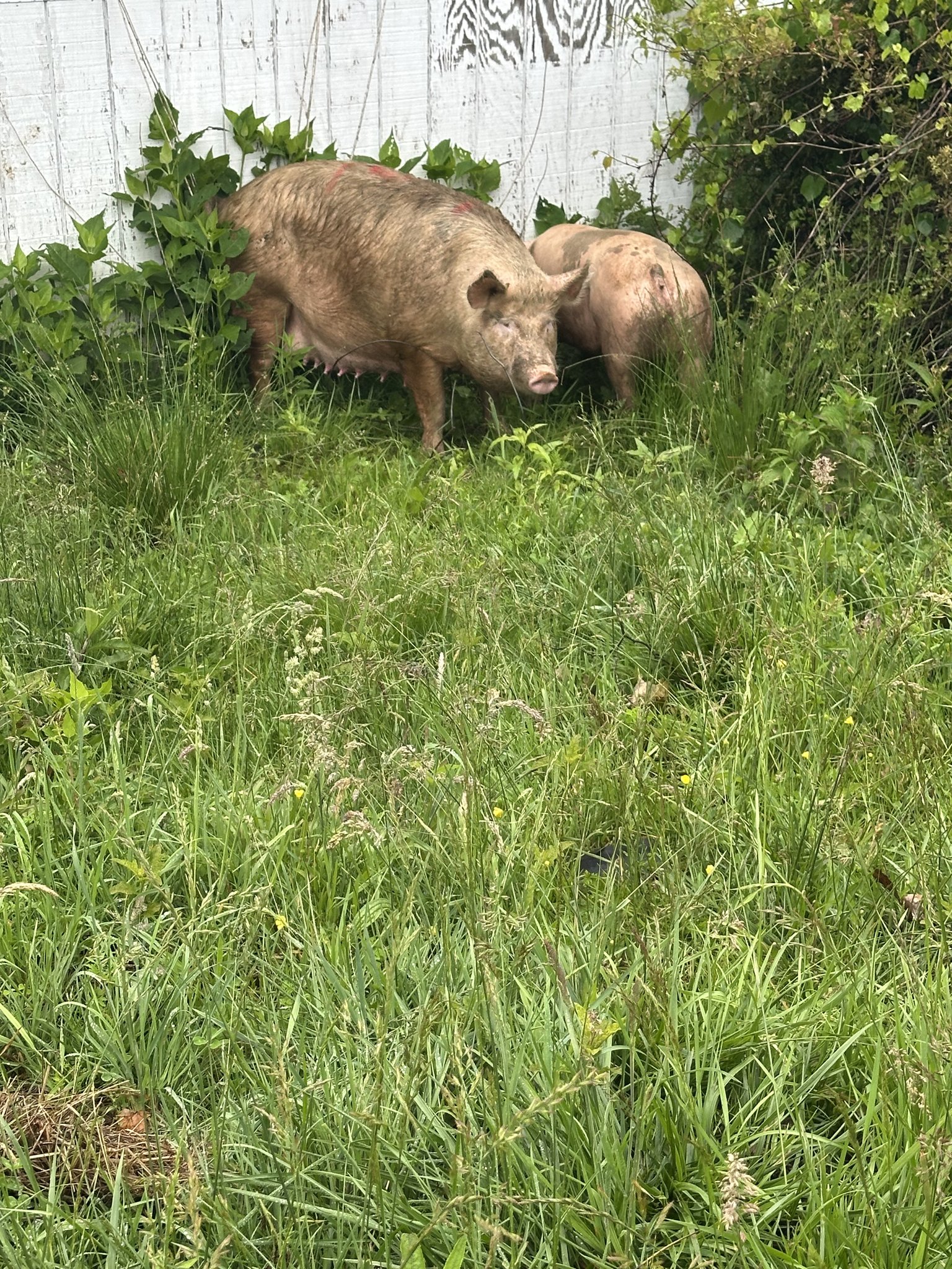 Two pigs foraging in a lush green field with tall grass and leafy plants in the background. The pigs exhibit a muddy appearance, indicating they have been rooting in the soil.