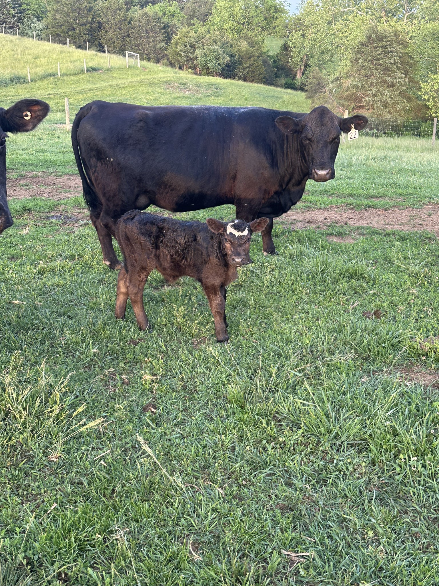 A black cow and its calf standing in a green pasture, surrounded by trees and a fence in the background. The calf has a white marking on its head and both animals are grazing on lush grass.