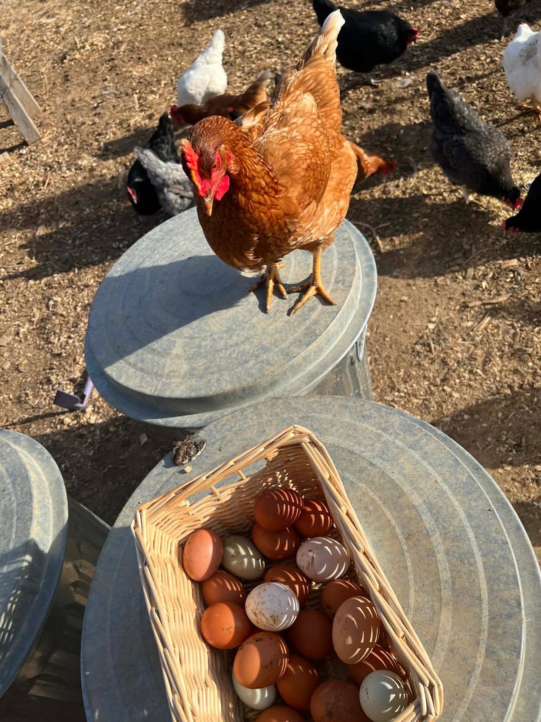 Brown hen standing on a metal container beside a basket filled with various colored eggs, with other chickens foraging in the background.